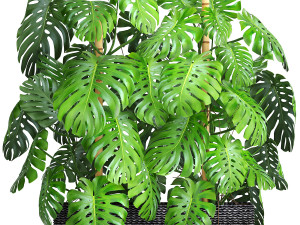 collection of plants 35 pieces b 3D 模型