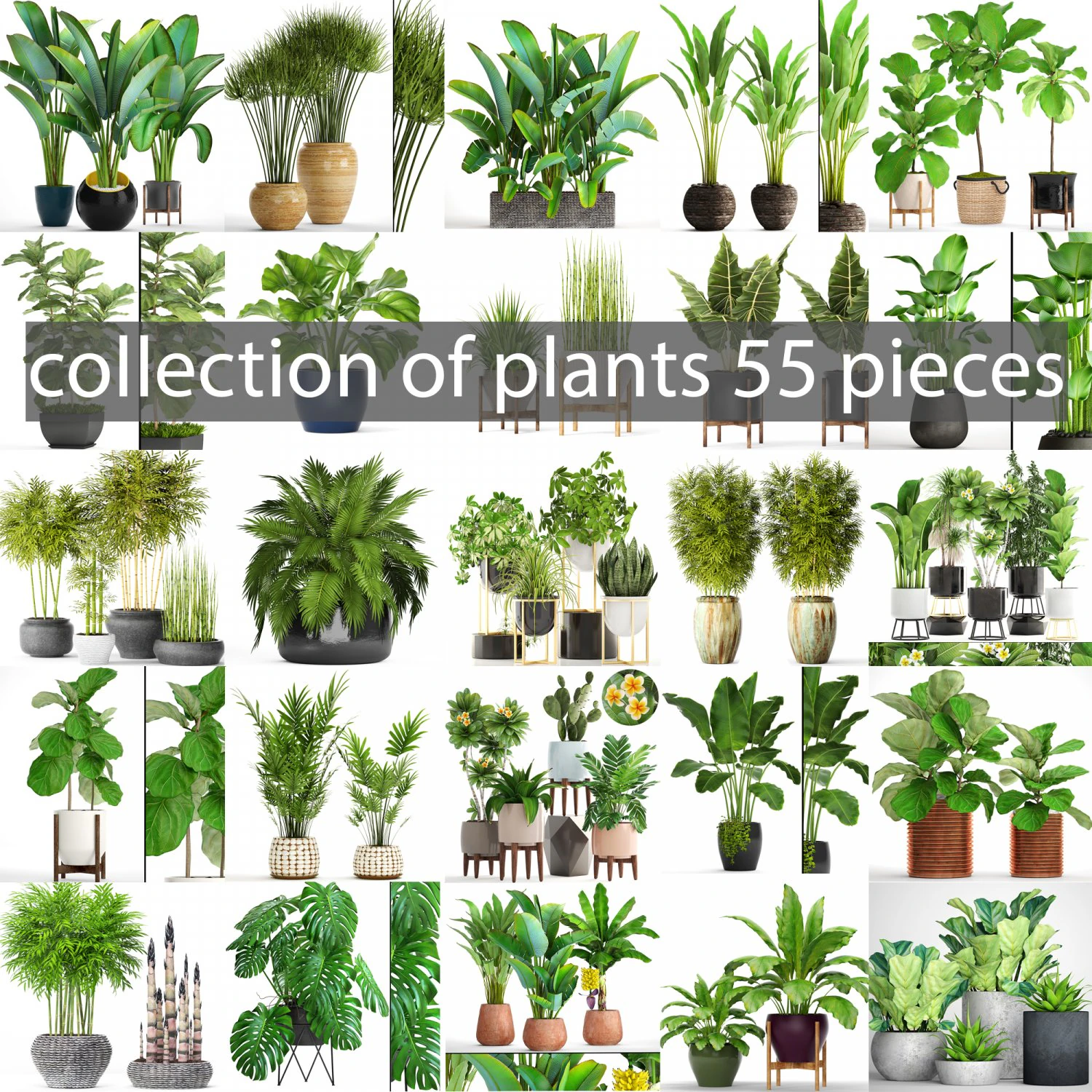 collection of plants 55 pieces 3D Model .c4d .max .obj .3ds .fbx .stl .blend 