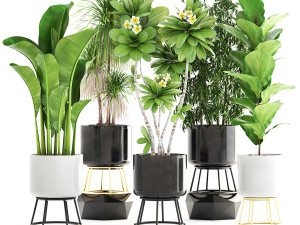 collection of plants 55 pieces 3D Modell
