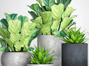 collection of plants 55 pieces 3D Model