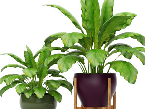 collection of plants 55 pieces 3D Modell