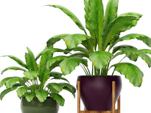 collection of plants 55 pieces 3D Model