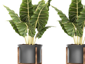 collection of plants 55 pieces 3D Modell