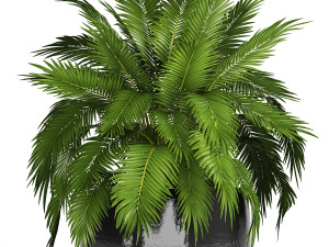 collection of plants 55 pieces 3D Modell