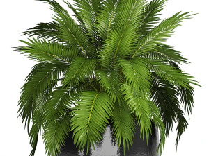 collection of plants 55 pieces 3D Model