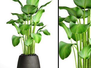 collection of plants 55 pieces 3D Modell