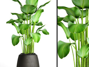 collection of plants 55 pieces 3D Model