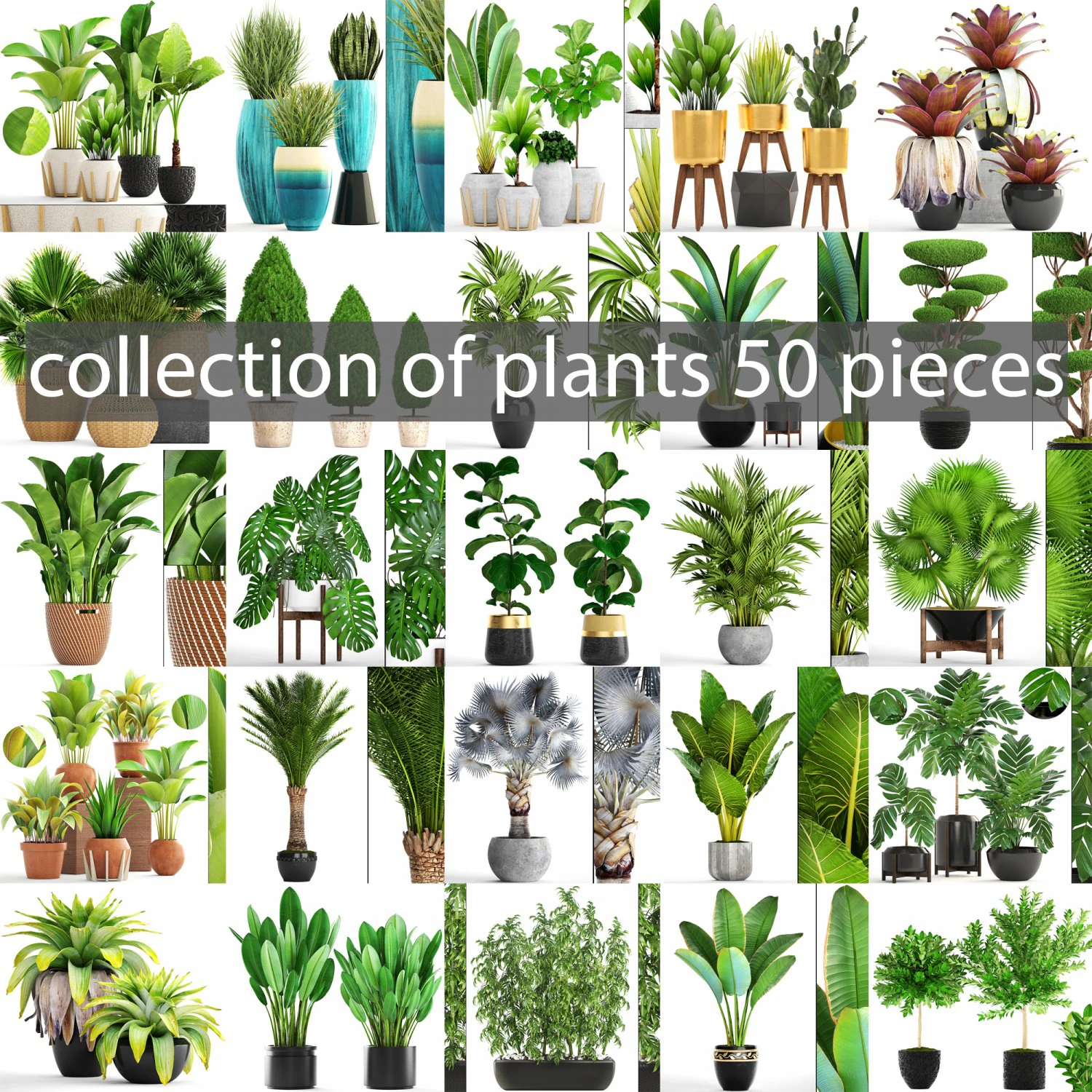 collection of plants 50 pieces 3D Model .c4d .max .obj .3ds .fbx .stl .blend 