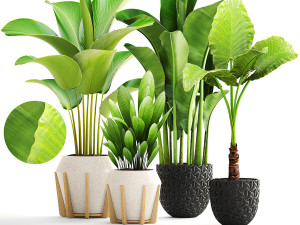 collection of plants 50 pieces 3D Model