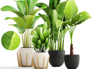 collection of plants 50 pieces 3D Model
