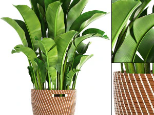 collection of plants 50 pieces 3D Model
