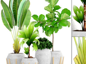 collection of plants 50 pieces 3D Model