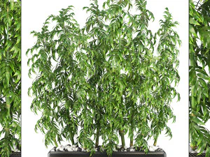 collection of plants 50 pieces 3D Model