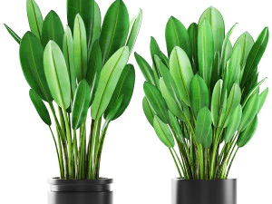 collection of plants 50 pieces 3D Model