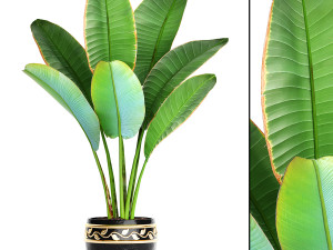 collection of plants 50 pieces 3D Model