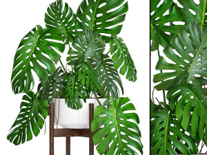 collection of plants 50 pieces 3D Model