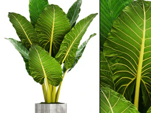 collection of plants 50 pieces 3D Model