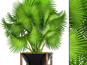 collection of plants 50 pieces 3D Model