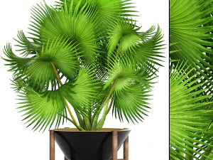collection of plants 50 pieces 3D Model