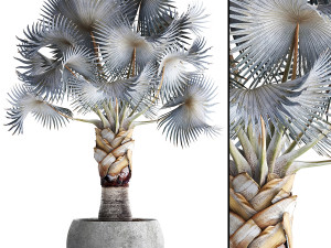 collection of plants 50 pieces 3D Model