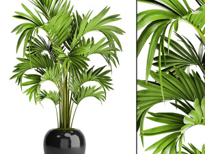 collection of plants 50 pieces 3D Model