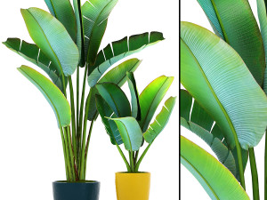 collection of plants 50 pieces 3D Model
