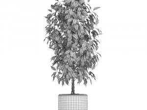 collection of plants 32 pieces 3D Model