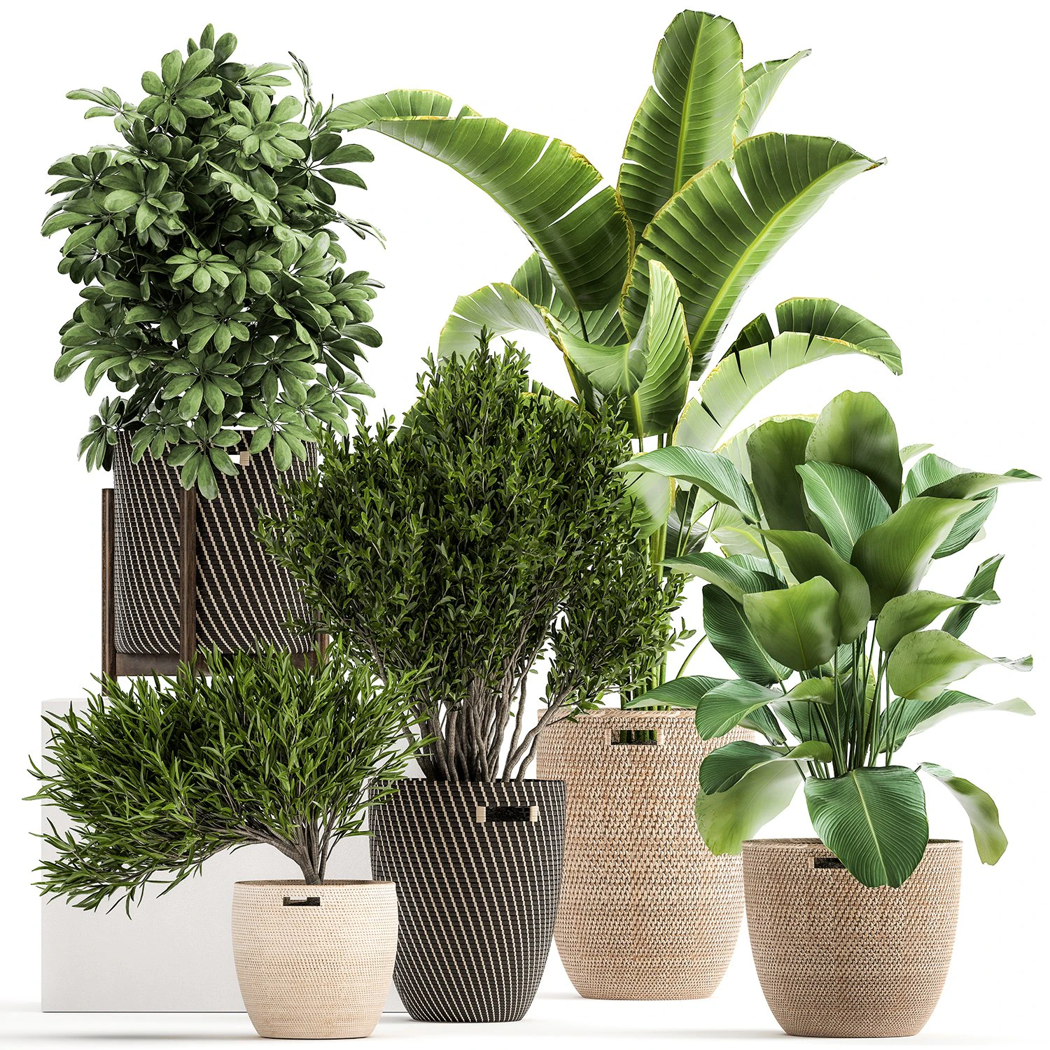 ornamental plants in rattan baskets 1036 3D Model .c4d .max .obj .3ds .fbx .stl .blend 