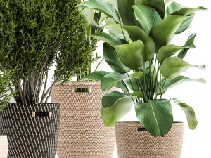ornamental plants in rattan baskets 1036 Modello 3D