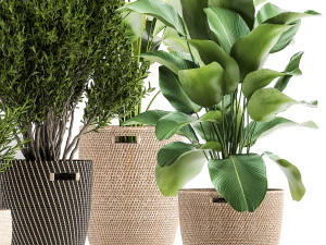 ornamental plants in rattan baskets 1036 3D Model