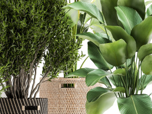 ornamental plants in rattan baskets 1036 Modello 3D