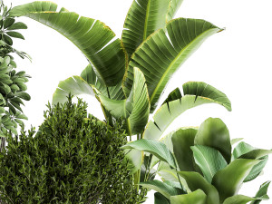 ornamental plants in rattan baskets 1036 Modello 3D