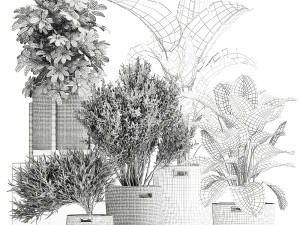 ornamental plants in rattan baskets 1036 Modello 3D
