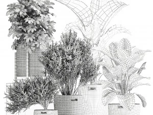 ornamental plants in rattan baskets 1036 3D Model