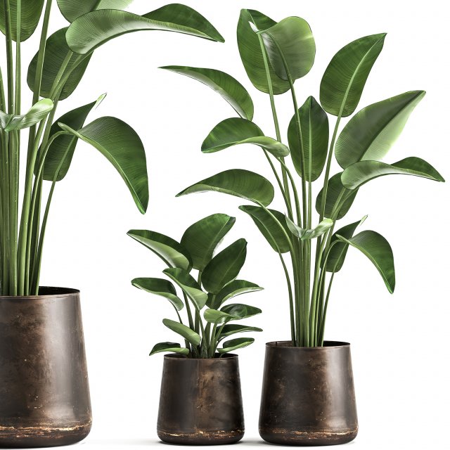 banana palm in a rust pot for the interior 1037 3D Model .c4d .max .obj .3ds .fbx .stl .blend 