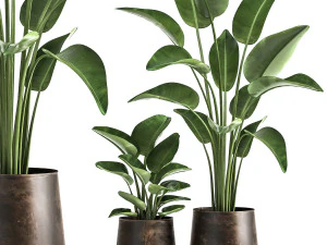 Bananenpalme im Rosttopf für den Innenbereich 1037 3D Modell