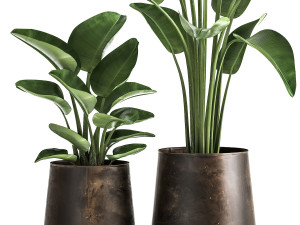 banana palm in a rust pot for the interior 1037 3D Model