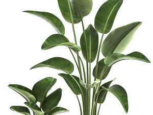 banana palm in a rust pot for the interior 1037 3D Model