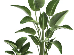 banana palm in a rust pot for the interior 1037 3D Model