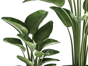 banana palm in a rust pot for the interior 1037 3D Model