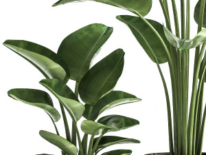 banana palm in a rust pot for the interior 1037 3D Model
