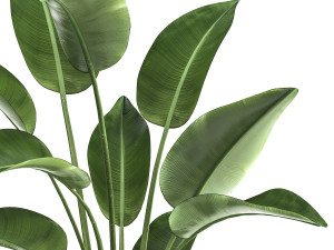 banana palm in a rust pot for the interior 1037 3D Model