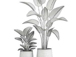 banana palm in a rust pot for the interior 1037 3D Model