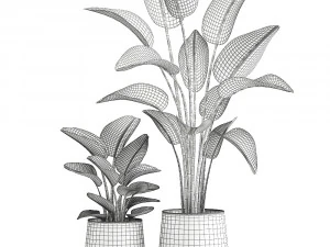 banana palm in a rust pot for the interior 1037 3D Model
