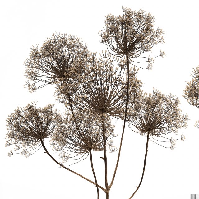 Bouquet of white dried flowers in a vase 179 3D model