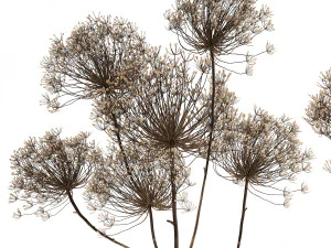 bouquet of dried flowers in a glass vase 158 3D Model