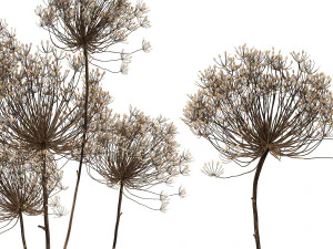 bouquet of dried flowers in a glass vase 158 3D Model
