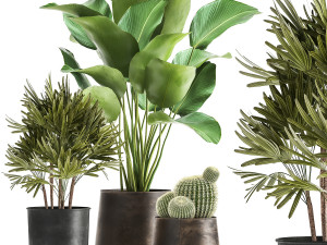banana palm in a rust pot for the interior 1038 3D Model