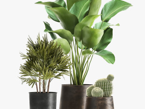banana palm in a rust pot for the interior 1038 Model 3D