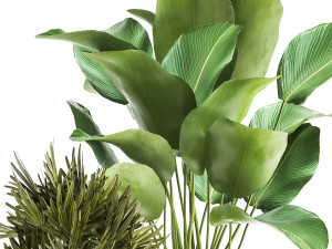 banana palm in a rust pot for the interior 1038 Model 3D